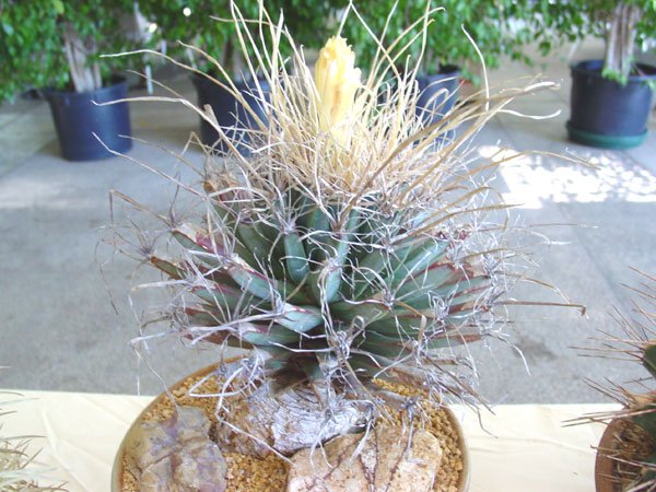 Leuchtenbergia_principis_1